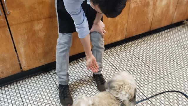 CB Dog buying his own treats from a deli