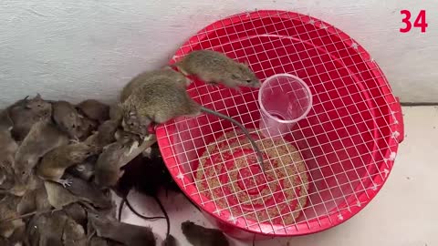 mouse video \ Plastic Bucket Traps \ Best Homemade Mouse Traps Wild animals