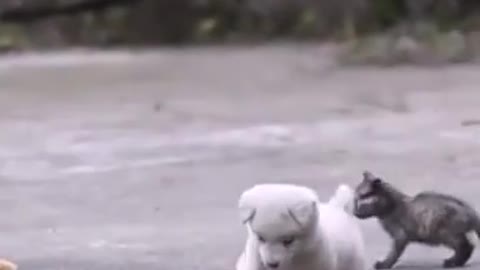 puppy playing with small bird🐦 baby ღ