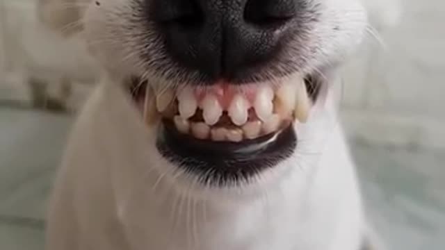 Funny Dog Can Smile 😂😂 - He Has Better Teeth Than Me