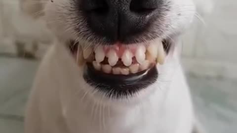 Funny Dog Can Smile 😂😂 - He Has Better Teeth Than Me
