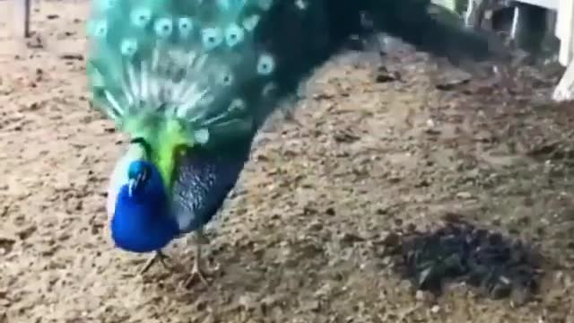 Beautiful peacocks dance