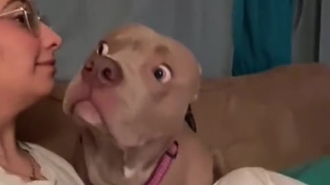 FUNNY DOGS REACTION