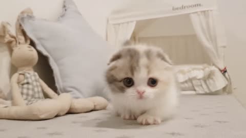 cute short leg kitten<3