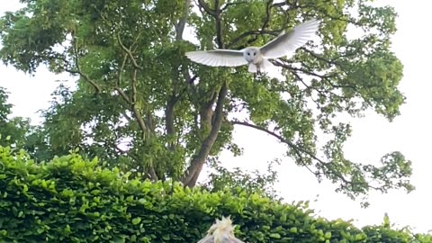 Wild Owl Swoops Down For Treat