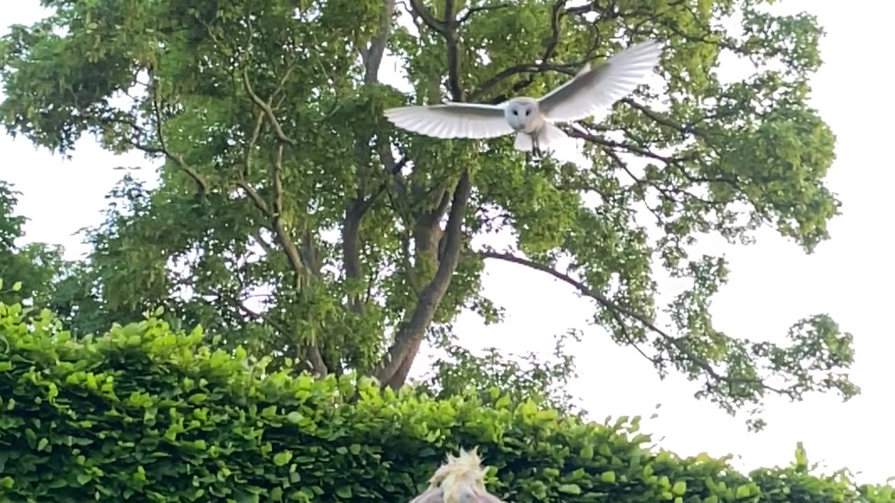 Wild Owl Swoops Down For Treat