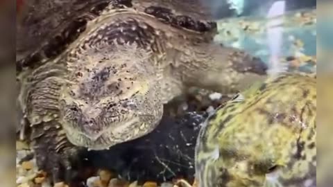 FISH TANK TURTLE VS BUFFER FISH