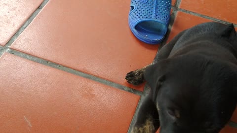 Baby Dog my home