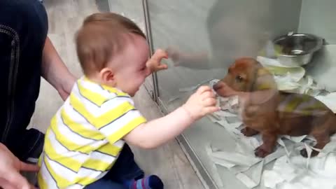 Baby playing with Dog