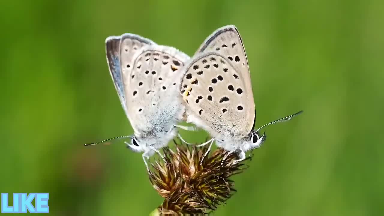 Butterfly Nature 8k video. 8k ultra HD quality 60 FPS. Nature Of Butterfly.