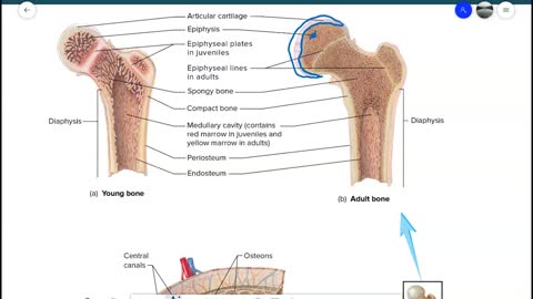 Anatomy and Physiology 1 - Ch. 6 Skeletal System