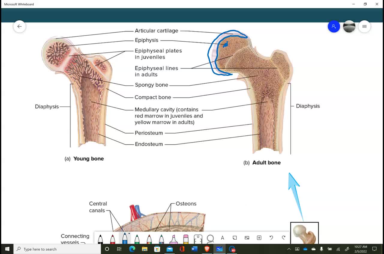 Anatomy and Physiology 1 - Ch. 6 Skeletal System