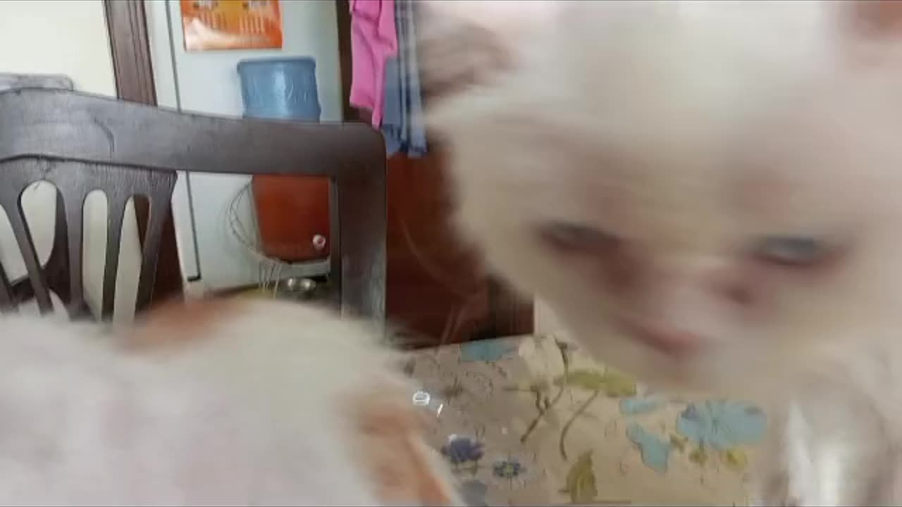 Persian Cat With His Friend Bownie