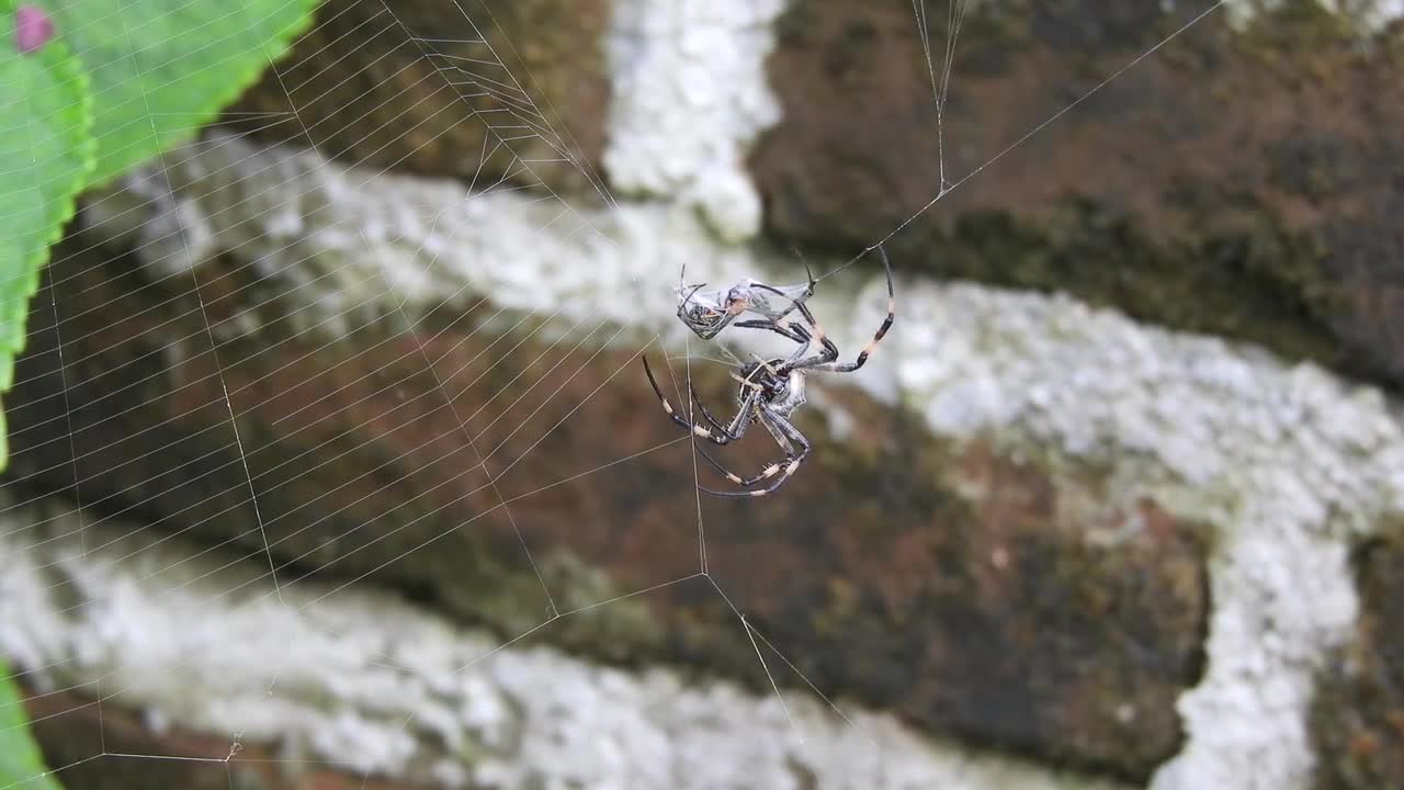 Spider Nature Fauna Insects Colombia