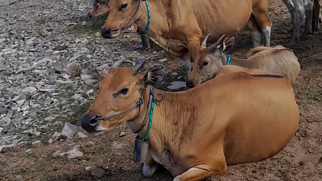 Animals