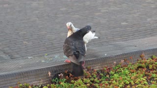 A feminine pigeon and a male pigeon