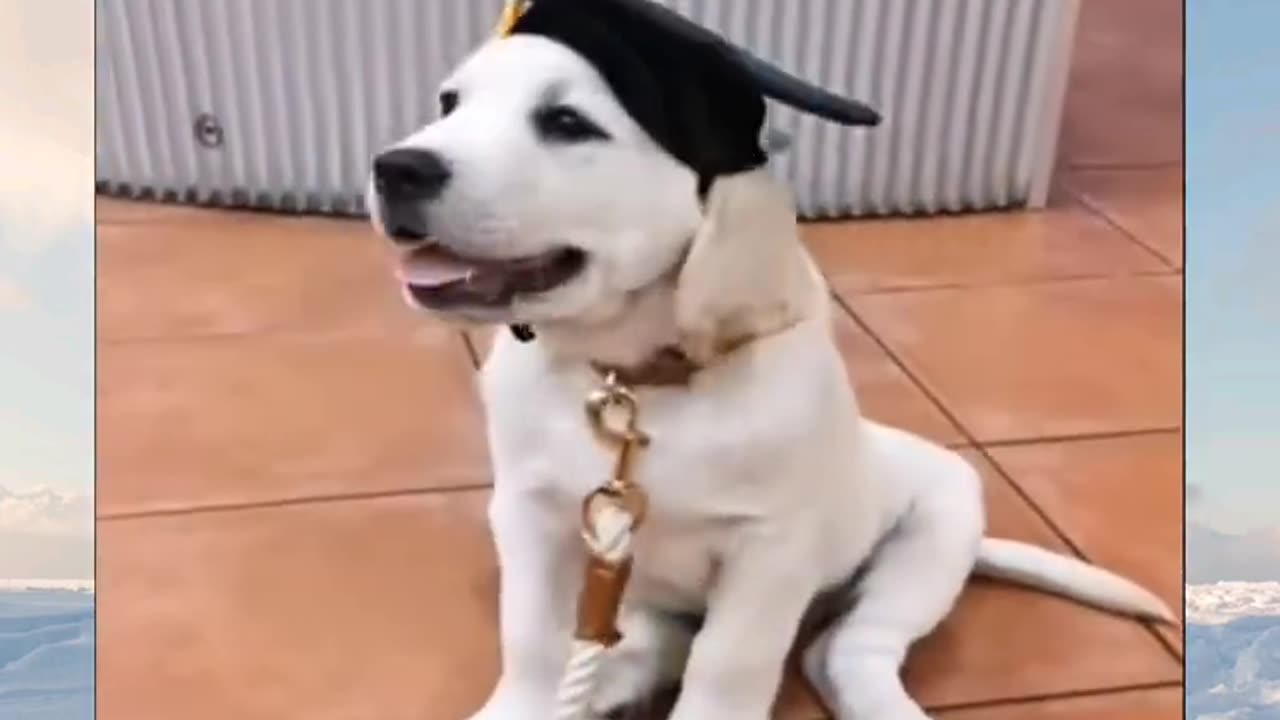 Cute animal video 5 [dogs mainly too]