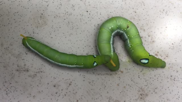 Two fat green worms eating leaves and flowers