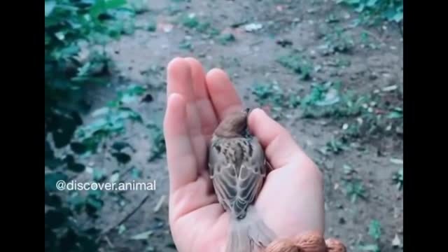 Animals SOO Cute! Cute baby animals Videos Compilation