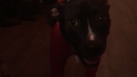 Black pitbull in red jumpsuit
