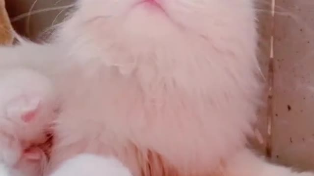 Cat video Playing Beautifull cat video Playing