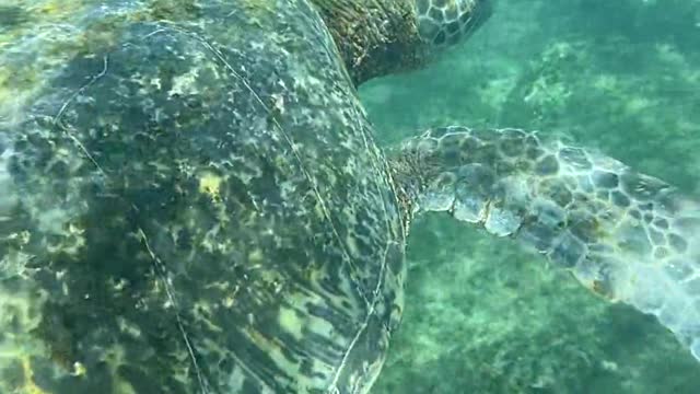 Turtle video.