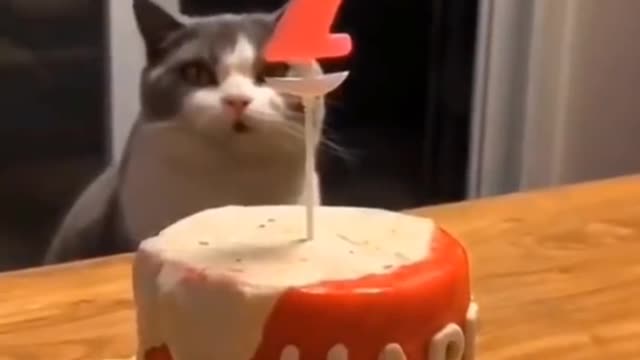 Funniest cats and dogs 🐶🐱 part 1