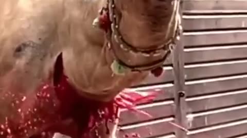 Camel qurbani video