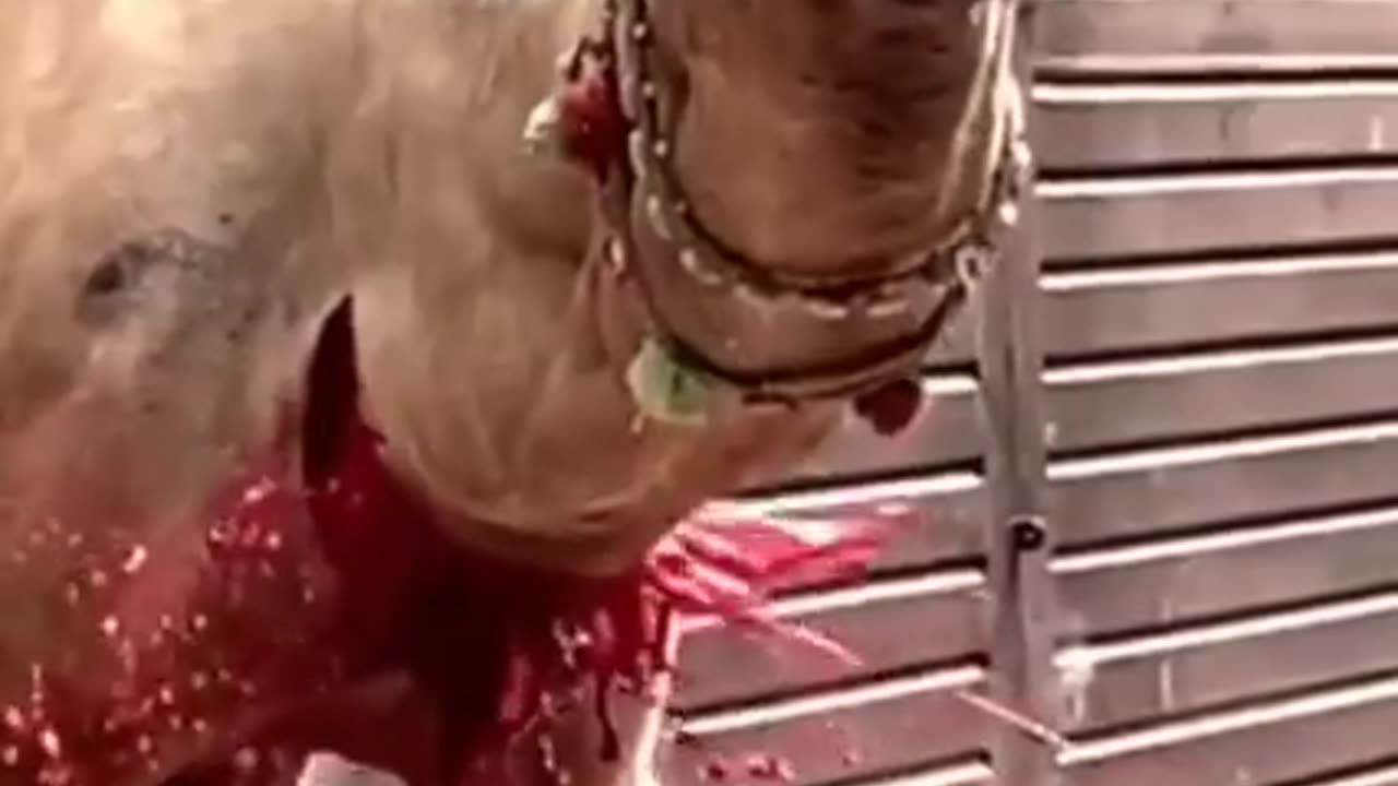 Camel qurbani video