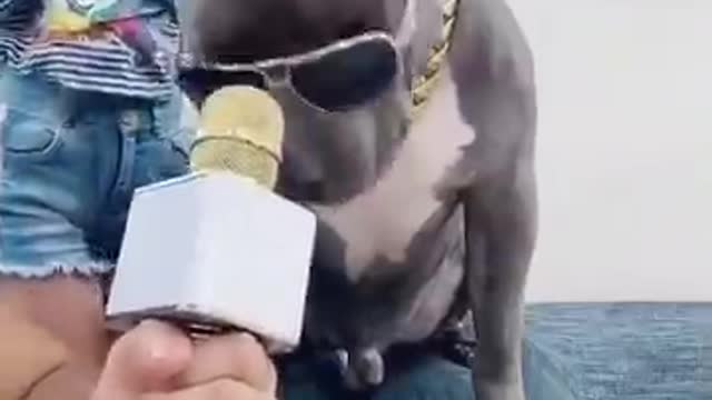 🐶 dog comedy video