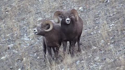 Epic Canadian Rockies Bighorn Ram Battle