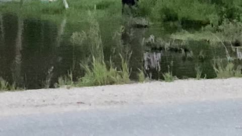 Bull Moose Plays in Pond