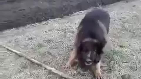 German Shepherd Dog Picks a Giant Stick