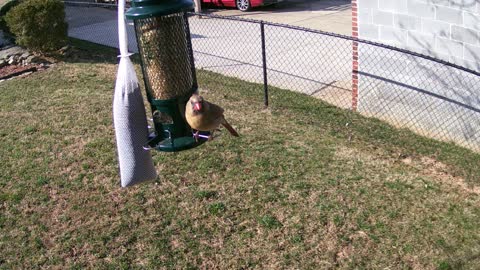 Cardinals at the bird feeder March 09, 2021