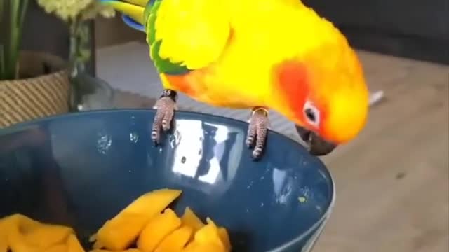 FUNNY AND CUTE BIRDS 🦜🦜🐦🐦🐤🕊️