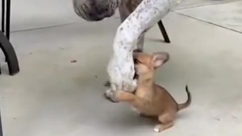 Super Tiny Puppy tries to throw hands with big dawg :o