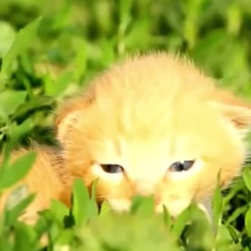 little 🐈😺😺😺