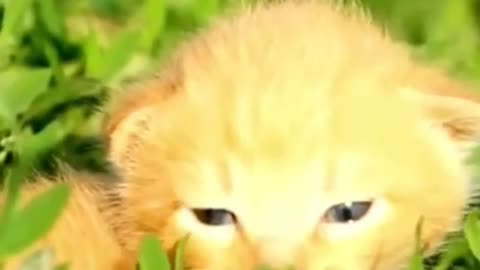 little 🐈😺😺😺