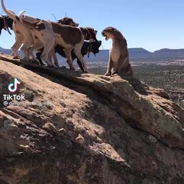 Lion VS Dogs