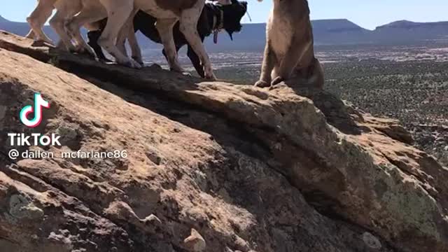 Lion VS Dogs