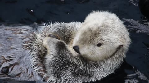 The sea otter