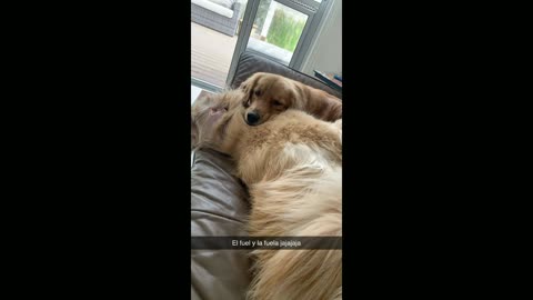 Cute Golden Retrievers sleeping everywhere