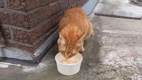 Cheese cat eating chicken breasts while looking around.