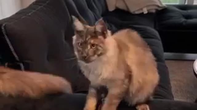 Funny cat catching a fly