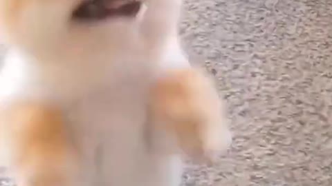 Funny Dog Dancing Video 2021