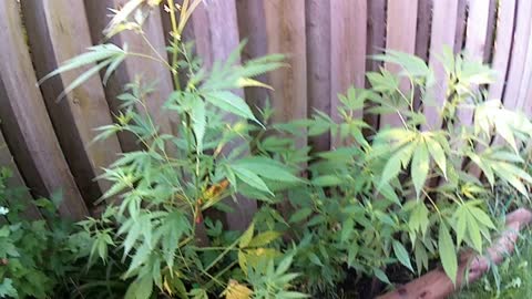 GROW YOUR OWN