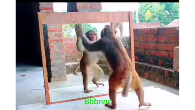 Funny video of monkey Vare Nice