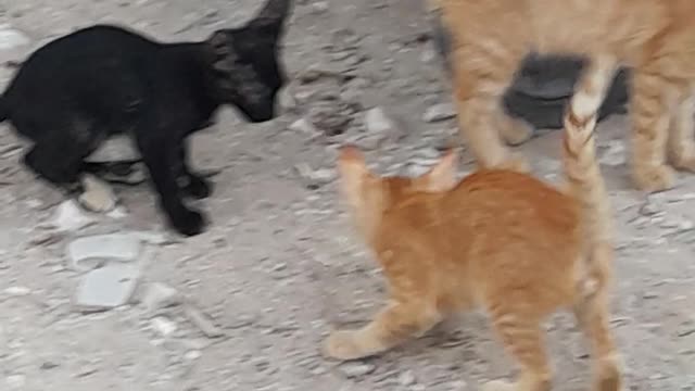 Real Cats in #Qater