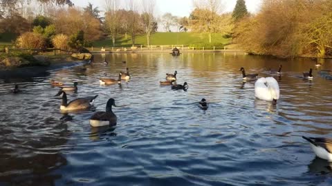 Swan Park Duck Birds