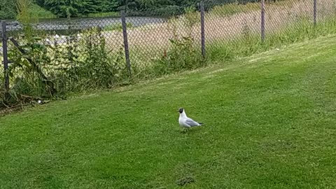 Black-headed gull